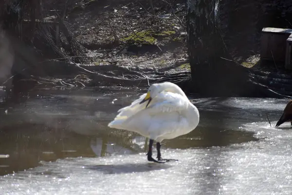 Vista Del Cisne Blanco Limpiando Sus Plumas Hielo — Foto de Stock