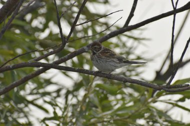Söğüt ağacının dalındaki küçük gri serçenin güzel manzarası.
