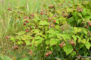Olgun kırmızı ahududu yeşil çalısı manzarası.