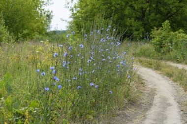 Tarla yolunun yakınındaki mavi çiçeklerin manzarası.