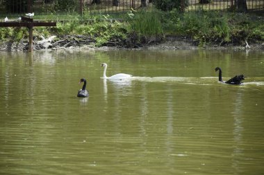 Park gölünün suyunda yüzen iki siyah ve bir beyaz kuğu manzarası..
