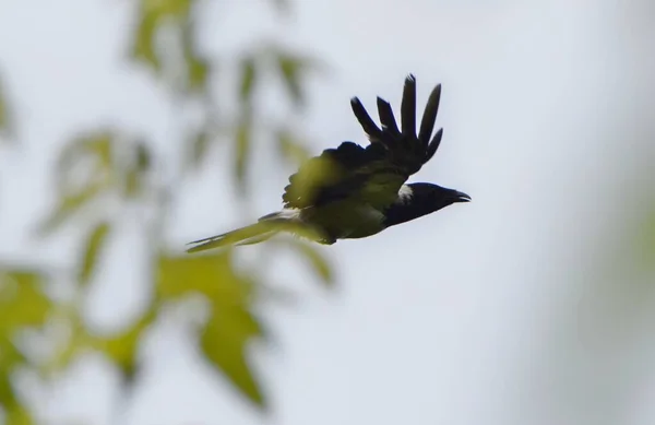 Yeşil yaprakların yanında uçan gri karga manzarası.