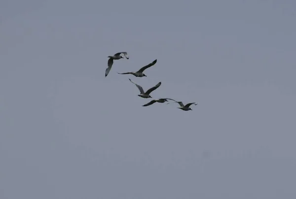 Mavi gökyüzünde uçan beş martı manzarası.