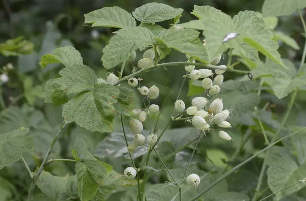 Yeşil yaprakların yanındaki küçük beyaz çiçeklerin manzarası.