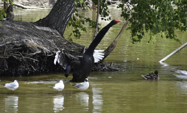 Siyah kuğu manzarası kanatlarını açıyor ve park gölünün yakınındaki adanın beyaz martıları.