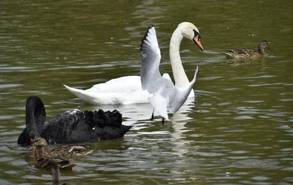 Hermosa Vista Gaviota Voladora Blanca Cisnes Patos Agua Del Lago — Foto de Stock