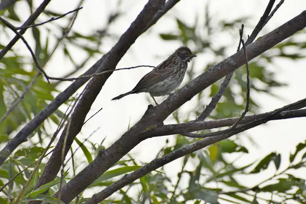 Söğüt ağacının dalındaki küçük serçenin güzel manzarası.