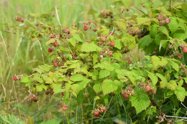 Olgun kırmızı ahududu yeşil çalısı manzarası.