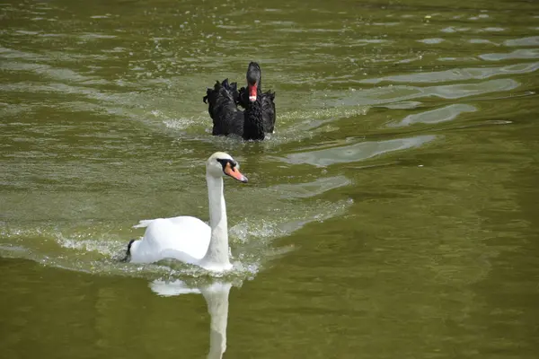 Vista Natación Cisne Negro Seguir Cisne Blanco Agua Del Lago — Foto de Stock