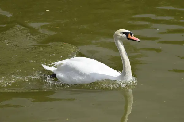 Vista Del Cisne Blanco Con Pico Rojo Negro Nadando Las — Foto de Stock