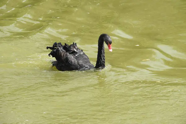 Vista Del Cisne Negro Nadando Las Olas Del Lago Parque — Foto de Stock