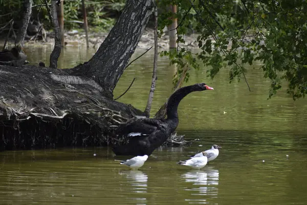 Siyah kuğu ve üç martı manzarası 2 numaralı parktaki gölün yakınında kalıyor..
