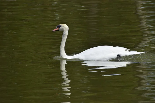 Park Gölü 'nün suyunda yüzen kırmızı gagalı beyaz kuğu manzarası.