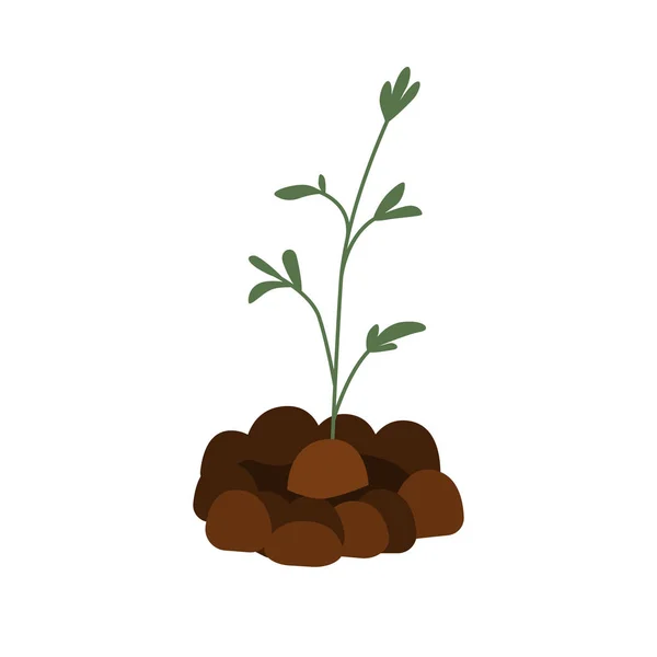 Grodplantor illustration. Grönska, trädgårdsskötsel i platt design. Gräs isolerad. — Stock vektor