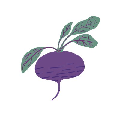 Beyaz arkaplanda karalama tarzında pancar kökü var. El yapımı pancar sebzesi..