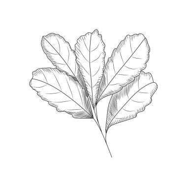 Yapraklar oymalı. Beyaz arkaplanda yaprak izole edildi.