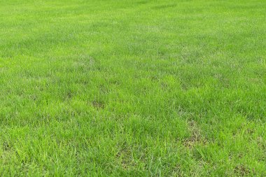 Kesilmemiş yeşil çimenler, bir tarlada büyüyen yavrular. Otlak çimen, arka plan dokusu. Yaz güneşli bir gündür, pirinç tarlası ya da golf sahası.