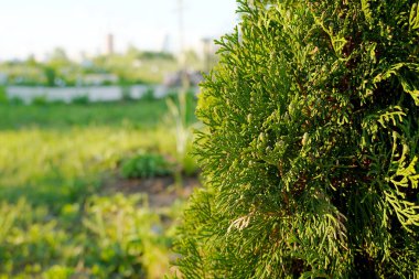 Yeşil kozalaklı eşkıya, yakın plan. Güneşli, açık bir günde yeşil dalları olan bir ağaç. Thuja Orientalis