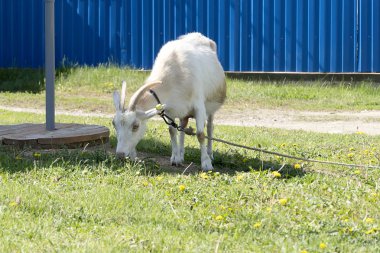 Kırsal kesimdeki kırmızı benekli keçi tarlada tasmayla otluyor. Yeşil ot, evcil keçi yer ve otları koklar. İp beyaz keçinin kaçmasını engelliyor..
