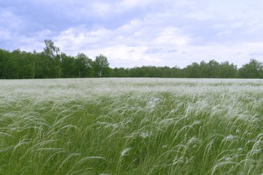 Beyaz kabarık çimenli, Nassella tenoissiması. Bozkırdaki ya da ormandaki yeşil tüylü otlar. Hafif bir rüzgar esintisiyle sallanıyor. Yaz sıcacık, yeşil çimenler.