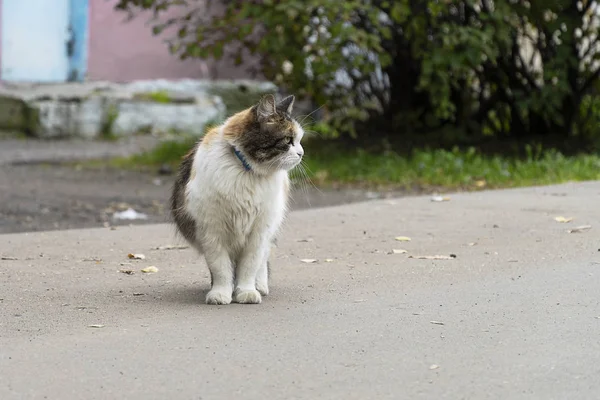 Un gatto familiare multicolore con un colletto cammina lungo la strada asfaltata. Una famiglia di gatti selvatici è andata a caccia, osservazione. Giorno d'estate, foglie autunnali gialle sulla strada . — Foto Stock