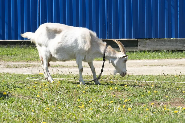 A rural goat grazes on a leash. Green grass, pet goat eats grass. The rope keeps the white goat from escaping — Stock Photo, Image