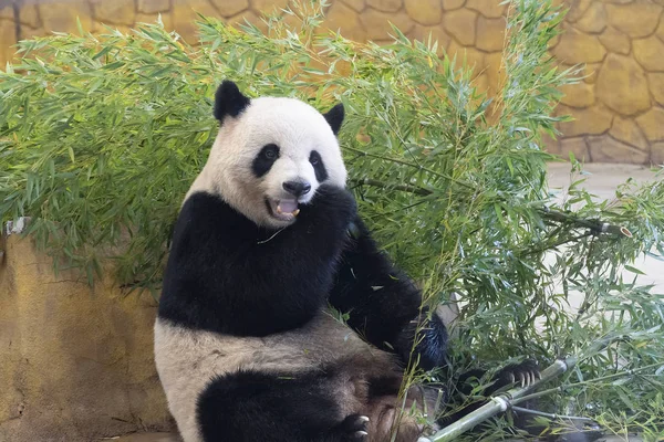 A panda bear sits and eats green leaves and twigs of bamboo. Black panda with white dirty spots in the zoo dines on bamboo grass. A hungry animal eats.