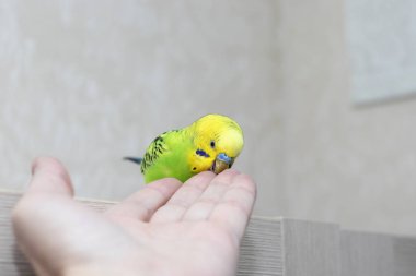 Tamed poultry eats from the hand. Beautiful parrot close-up. Wavy green parrot is hand speaking