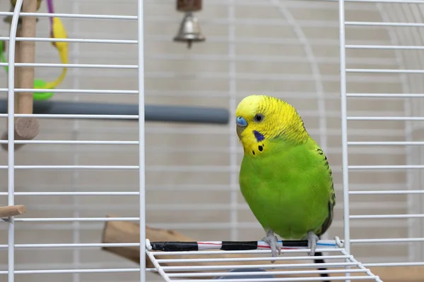 A wavy green parrot sits in an open cage. Beautiful talking bird with a yellow head. Cute green budgie close-up.