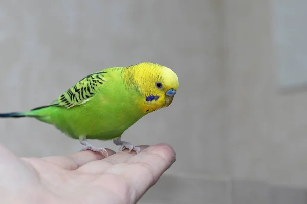 Przyjaźń ptaków i ludzi. Ręcznie robiona papuga domowej roboty siedzi na męskiej dłoni i wygląda. — Zdjęcie stockowe