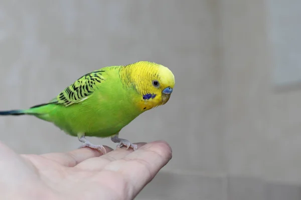 Amistad de pájaro y hombre. Hecho a mano loro casero se sienta en una mano del hombre y se ve . —  Fotos de Stock