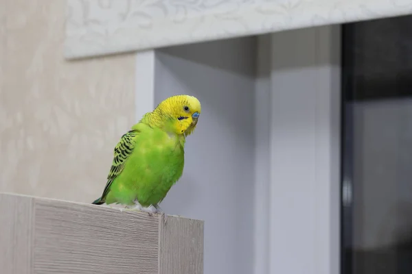 Verzoog golvende groene papegaai. Een prachtige pratende vogel met een gele kop zit op een houten plank. Mooie binnenlandse papegaai close-up. — Stockfoto