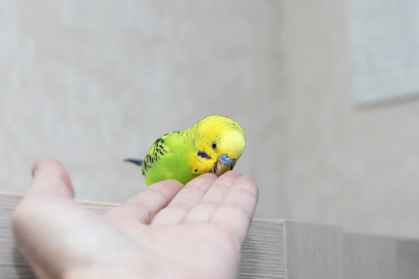 Tamed poultry eats from the hand. Beautiful parrot close-up. Wavy green parrot is hand speaking