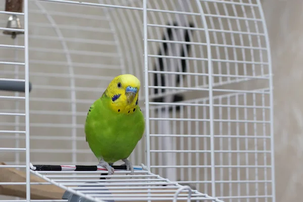 A wavy green parrot sits in an open cage. A beautiful talking bird with a yellow head looks sideways. Beautiful parrot close-up.