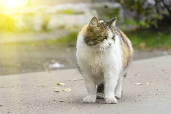 A multi-colored cat goes along the road, crosses the street. Pet walks, look to the side. Autumn leaves on the road. The concept of the owners kicked out of the house.
