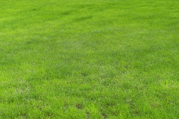 Golf sahasındaki yeşil çimenler ya da yeşil çimenler. Taze yeşil çimenlerin arka planı, futbol veya spor sahası.