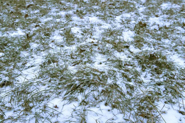 The green grass is covered with white fluffy snow. The first white snow fell on the grass. White fluffy new snow crystals lies on the grass. — Stock Photo, Image