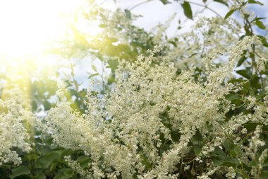 A tree with white beautiful flowers. Similar to jasmine or cherry. Blooming tree with small flowers, spring sunlight, southern shrubs.