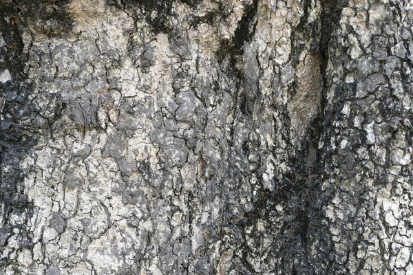 Struktura staré kůry stromu detailně. Pozadí z texturální šedé a černé kůry jižního stromu z Číny. Sklizeň textury pro design. — Stock fotografie