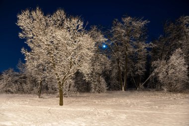 Winter beautiful landscape. The moon shines on the blue sky. Night nature with trees in the snow. A lot of fluffy snow.