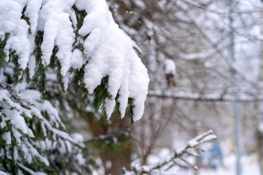 Winter beautiful landscape. Daytime nature with Christmas trees in the snow. A lot of fluffy snow. Green branch of spruce in the snow. Close-up.