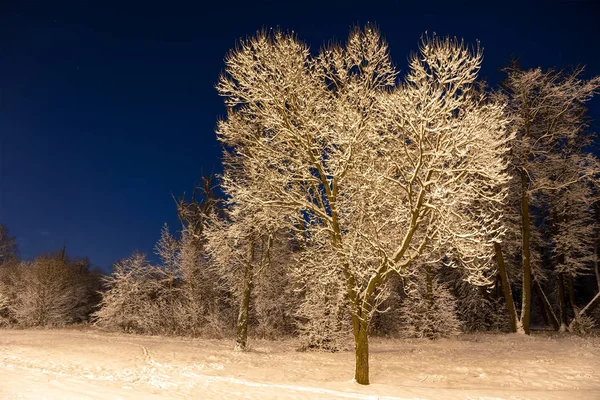 Invierno Hermoso Paisaje Naturaleza Nocturna Con Árboles Nieve Mucha Nieve — Foto de Stock