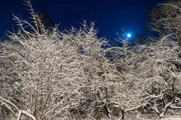 Winter Beautiful Landscape Moon Shines Blue Sky Night Nature Trees — Stock Photo, Image