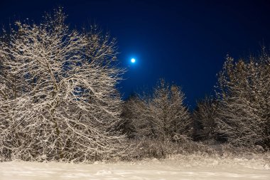 Winter beautiful landscape. The moon shines on the blue sky. Night nature with trees in the snow. A lot of fluffy snow.