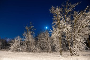 Winter beautiful landscape. The moon shines on the blue sky. Night nature with trees in the snow. A lot of fluffy snow.