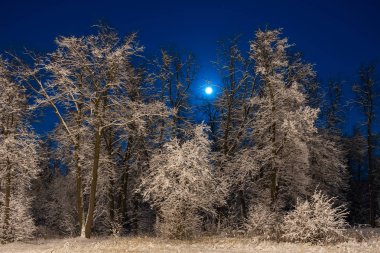 Winter beautiful landscape. The moon shines on the blue sky. Night nature with trees in the snow. A lot of fluffy snow.