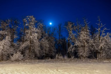Winter beautiful landscape. The moon shines on the blue sky. Night nature with trees in the snow. A lot of fluffy snow.
