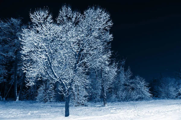 Inverno Paisagem Tendência Tonificada Cor Ano 2020 Clássico Azul Natureza — Fotografia de Stock