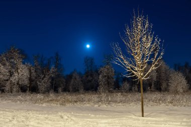 Winter beautiful landscape. The moon shines on the blue sky. Night nature with trees in the snow. A lot of fluffy snow. Tree close up.