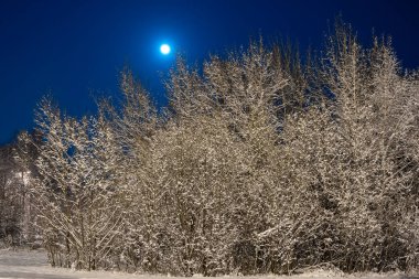 Winter beautiful landscape. The moon shines on the blue sky. Night nature with trees in the snow. A lot of fluffy snow.